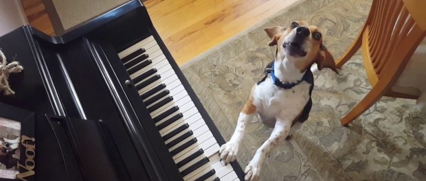 Пес Бадди играет на пианино и поет для спасения собак