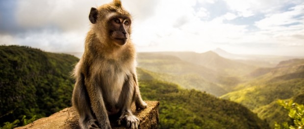 Индийская обезьяна записала эко-послание для людей