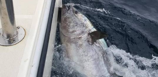 Ирландец выловил 300-килограммового тунца