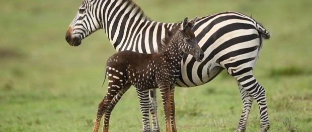 В Кении нашли зебру в крапинку