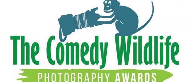 Comedy Wildlife Photography Awards подвел итоги 2019 года