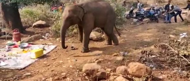 Индийский слон устроил себе необычный пикник