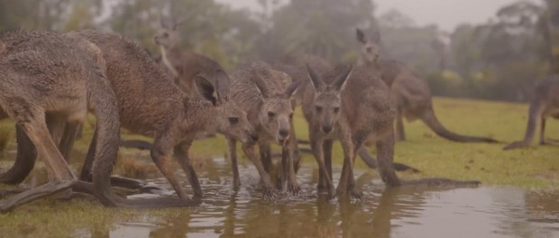 Австралийские животные радуются дождю