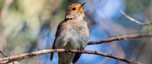 В Индонезии нашли новые виды певчих птиц