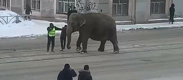 В российских городах по улицам не медведи, а слоны разгуливают