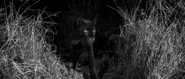 В ЮАР засняли на видео легендарного черного леопарда