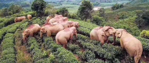 В Китае слоны дикой пьянкой спасаются от коронавируса