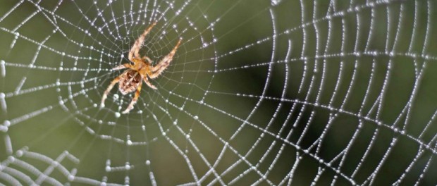 Ученые нашли новый мозг у пауков