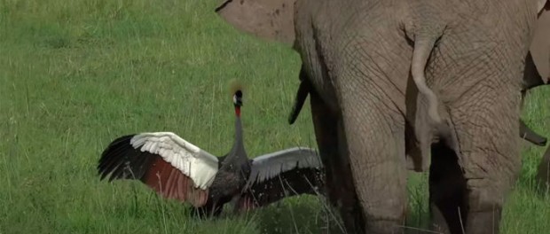 Видео о том, как журавель чуть не подрался со слоном