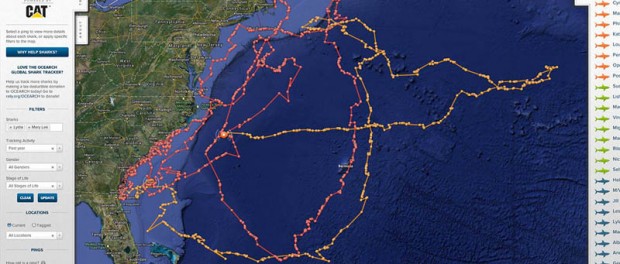Океанологи представили онлайн-карту популяции морских животных