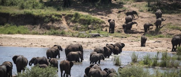 В Национальном парке Крюгера запечатлели самое крупное стадо слонов