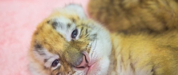 Круче панд — в Китае родились детеныши золотого тигра