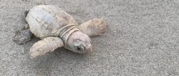 В США нашли черепаху редкого окраса
