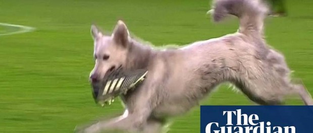 В Боливии собака повеселила футболистов игрой с бутсой