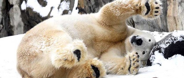 Забавные зимние видео из зоопарков мира