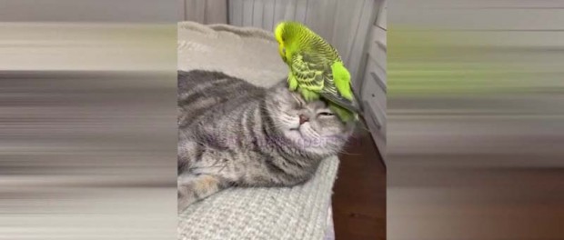 Видео-дружба кота и попугая покоряет соцсети