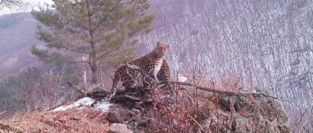 Многодетное семейство редких леопардов попало на видео