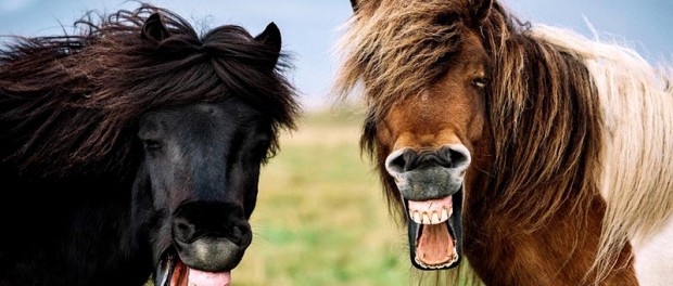 Американцы классифицировали животных, умеющих смеяться