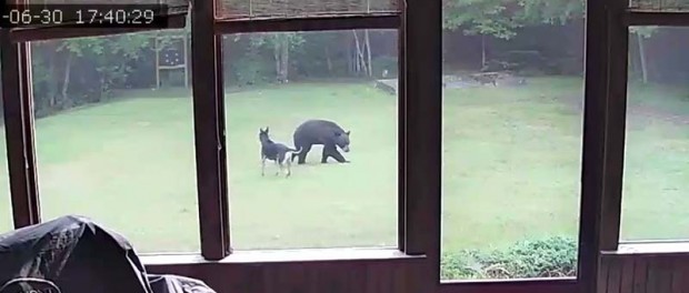В США медведь залез во двор поиграть с собакой