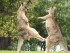 two-plucky-wallabies