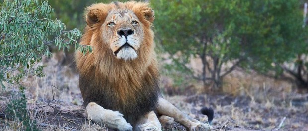 В ЮАР лев сыграл с туристами в перетягивание каната