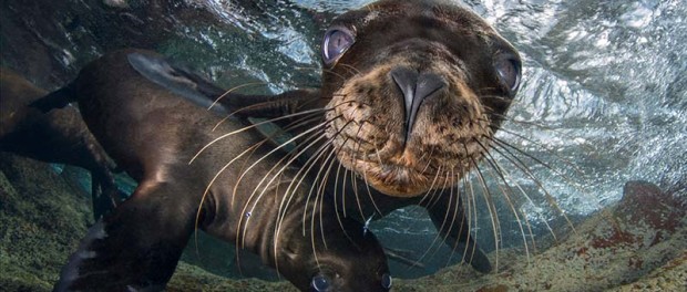 Детёныши морского льва позировали на камеру в Мексике