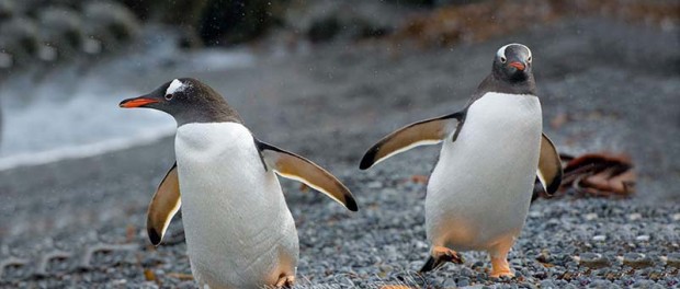Смешные прыжки пингвинов в Антарктиде