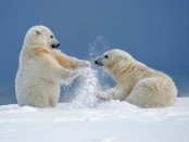 Polar Bears Playing in Snow