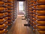 cheese farm