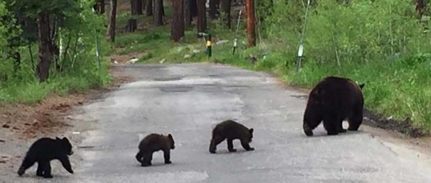 В Калифорнии медведи сделали берлогу в подвале дома