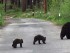 five bears living underneath2