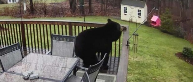 Позитивное видео – медведь на канате в поисках еды