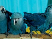 голубые ара