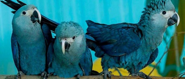 Голубые ара впервые за 20 лет опять в дикой природе