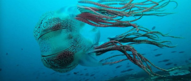 У побережья Папуа-Новой Гвинеи обнаружили уникальную медузу