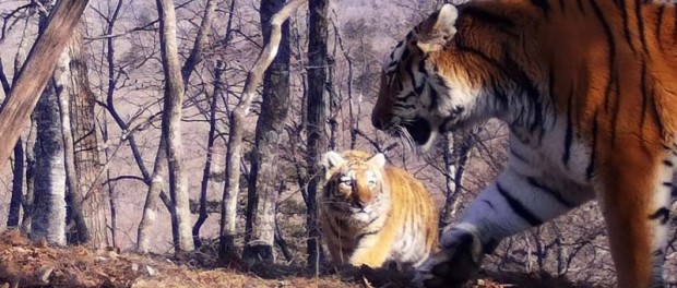 Пять амурских тигрят впервые попали в объективы камеры