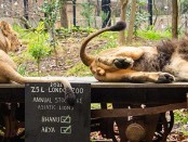 London Zoo's annual stocktake 2023