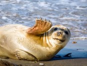 Young-Seal-Smiling