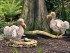 Американцы намерены воскресить популяцию птиц додо