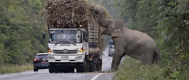 В Таиланде слоны обложили данью водителей