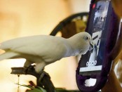 Американцы устроили попугаям видеоконференции для общения