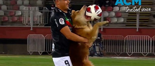 Забавное видео – в чемпионате Чили собака показала, как надо играть в футбол
