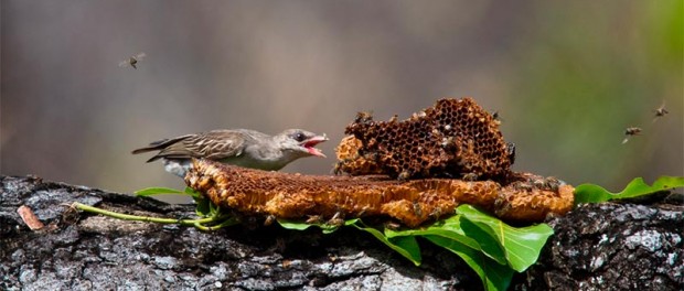 Медоеды с птицами создали воровскую гилью для обворовывания пчел