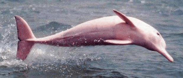 В США на камеру попали редчайшие розовые дельфины