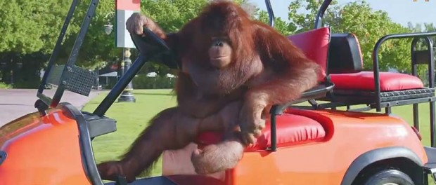 Позитивное видео — орангутанг Рэмбо поражает своим умением водить гольфкар
