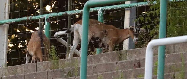 футбольный клуб «Хеми Лейпциг», использует коз для избавления от травы