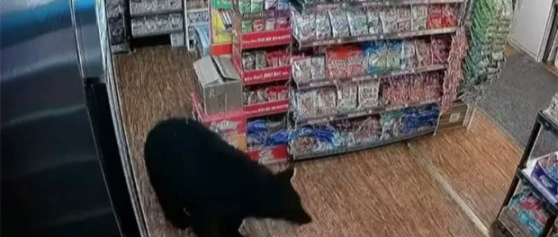 Мишка-воришка в Канаде украл из магазина пачку мармеладных мишек