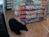 Мишка в Канаде украл из магазина пачку мармеладных мишек
