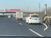Ostrich-On--Road-In-Zhengzhou