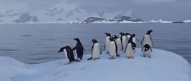 Забавное видео с пингвинами из Антарктиды